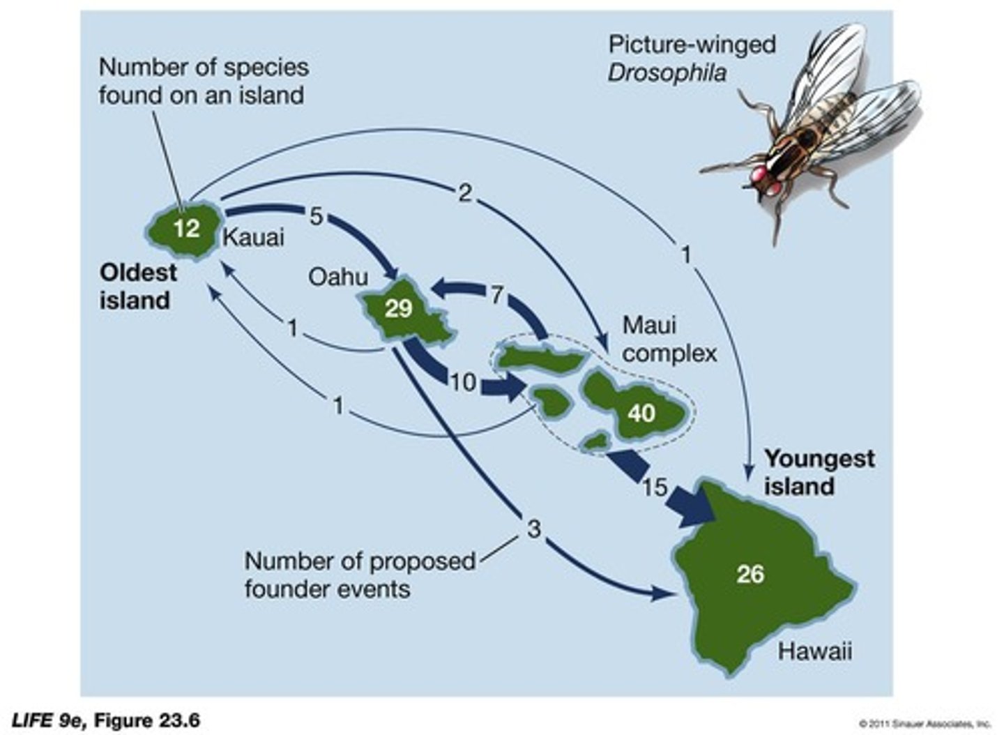 <p>The 800 species of Drosophila, many restricted to one island, resulting from at least 45 founder events.</p>