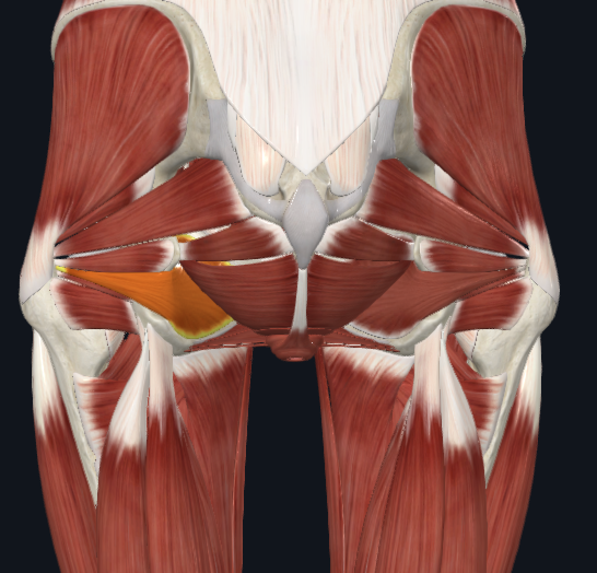 <p>facing posterior</p>