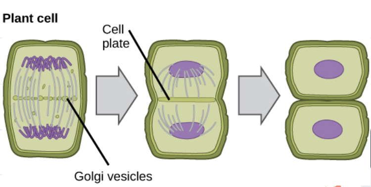 <p>cell plate forms halfway between divided nuclei</p>