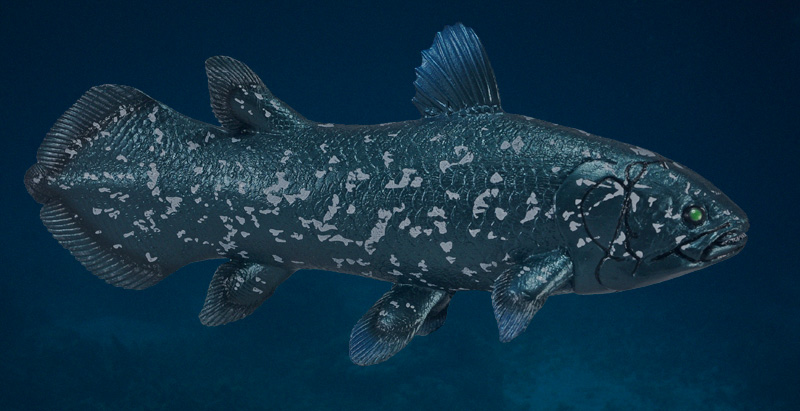 <p>Class Osteichthyes, Subclass Sarcopterygii</p>