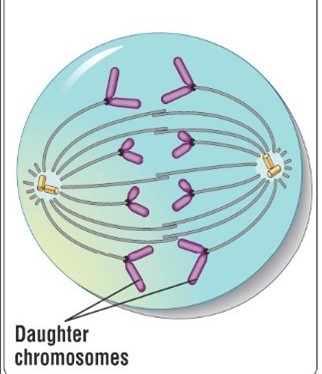 <p>Shortest stage of mitosis, Sister chromatids separate, each becoming a full-fledged chromosome, The chromosomes are then pulled to opposite ends of the cell, The cell elongates</p>