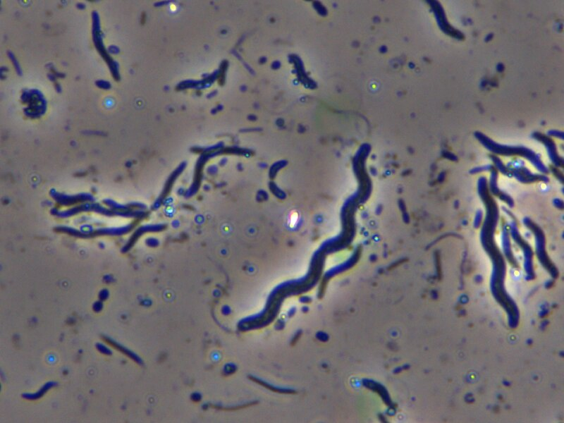 <p>dela in bakterien</p>