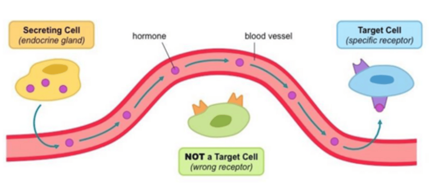 <p>interstitial fluid</p>