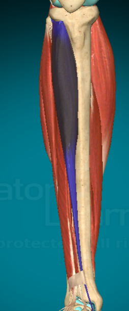 <p>What action does the Tibialis Anterior allow for?</p>