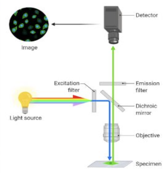 <ul><li><p>uses a higher intensity light to illuminate the sample</p></li><li><p>sample is stained with <strong>fluorescence dye </strong>which causes the <strong>light to emit at a longer wavelength</strong></p></li></ul><p></p>