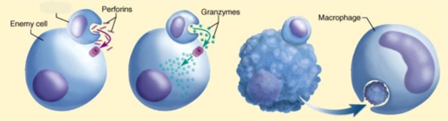 <p>a protein released by CD8+ T cells that induces programmed cell death in targeted cells</p>