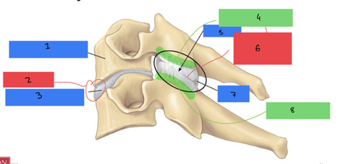 <p>Disc in between vertebrae</p>