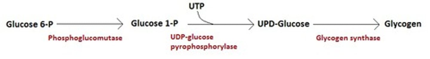 <p>-UDP Glucose pyrophosphorylase uses Glucose 1P and UTP to generate UDP-glucose, a high energy intermediate pyrophosphate</p><p>-Glucose is then added to non-reducing end of glycogen in an a-1,4 linkage by glycogen synthase</p>
