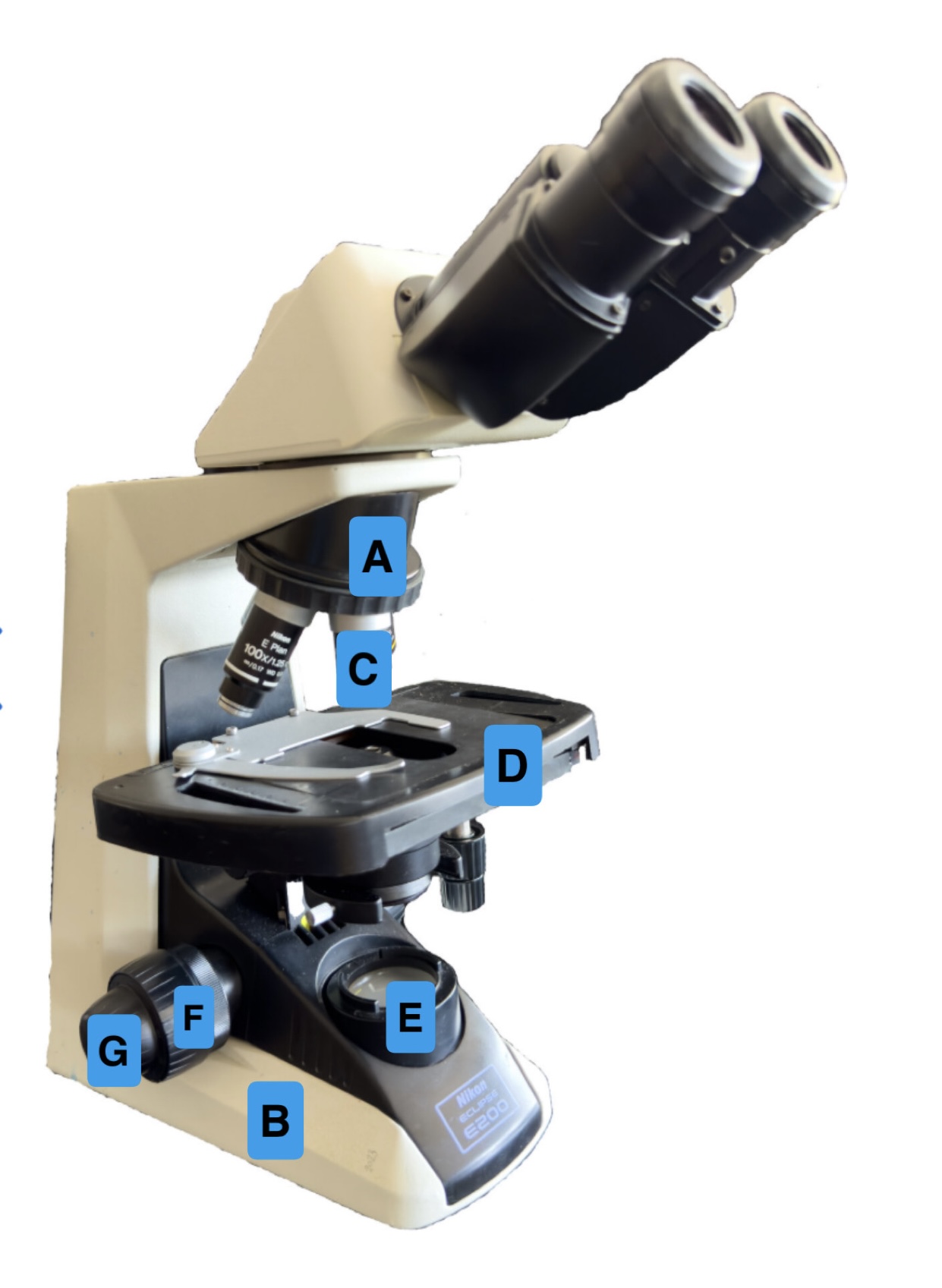 <p>What is (C) pointing to?</p>