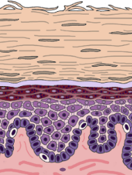 <p>covers the palms, palmar surfaces of digits and soles</p><ul><li><p>hairless skin</p></li></ul><p></p>