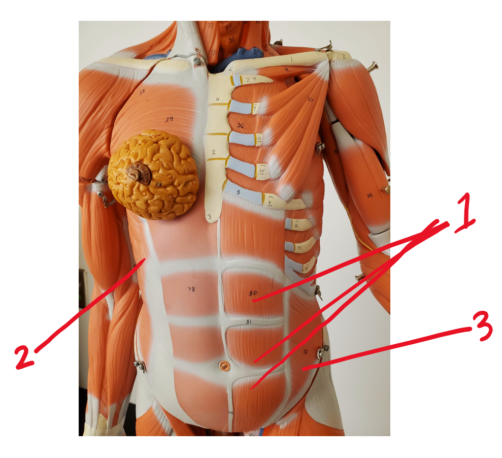 Anterior muscles of abdominal wall #3