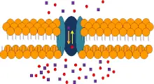 <p>The following image is a representation of:</p><p>A. Osmosis</p><p>B. Symport</p><p>C. Uniport</p><p>D. Antiport</p>