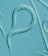 <p>all animal nervous systems (and the governing principles of plasticity hold across species)</p>