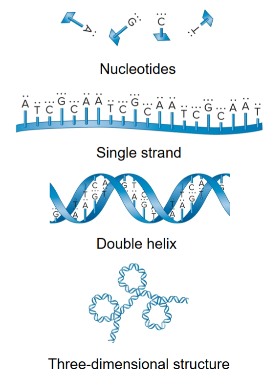 <ul><li><p>3D structure from folding and bending of double helix</p></li><li><p>interaction with proteins produces chromosomes</p></li><li><p>5′ to 3’, all sugar molecules oriented in same direction</p></li><li><p>phosphates and sugar form backbone of nucleic acid strand and bases project from backbone</p></li></ul><p></p>