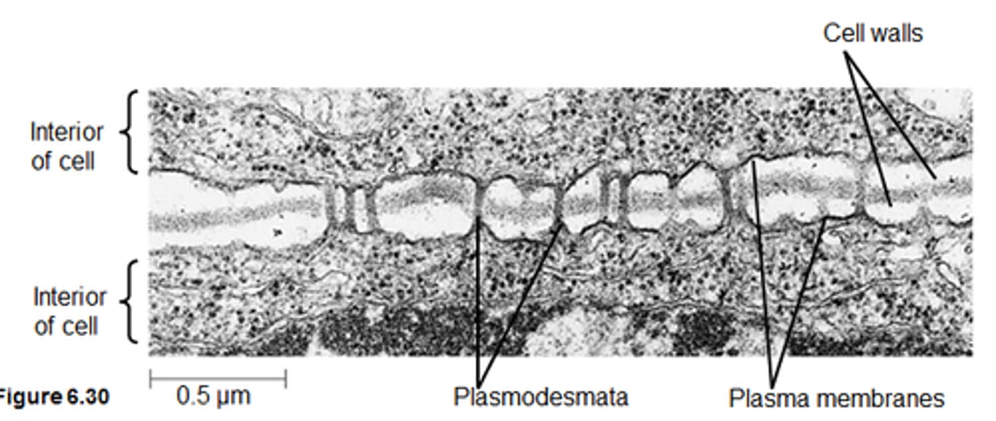 <p>Channels of cytoplasm that pass between adjacent cell walls of plant cells.</p><p>Allows fast communication and exchange of substances between cells</p>