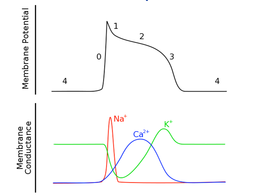 <p>what are the phases (0-4) of ventricular muscle action potential</p>
