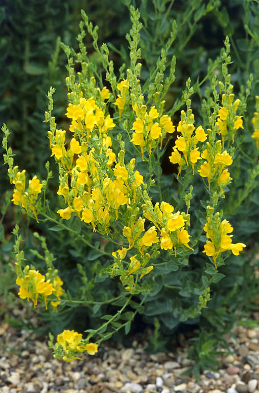 <p>Snap Dragon</p>