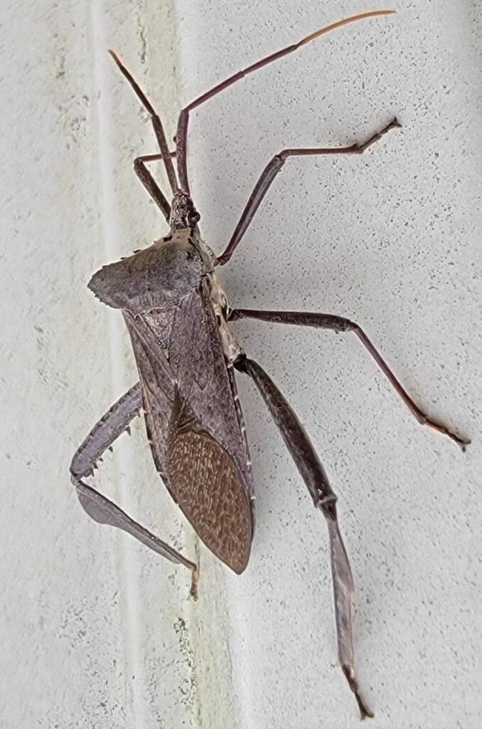 <p>Leaf-footed bug</p>