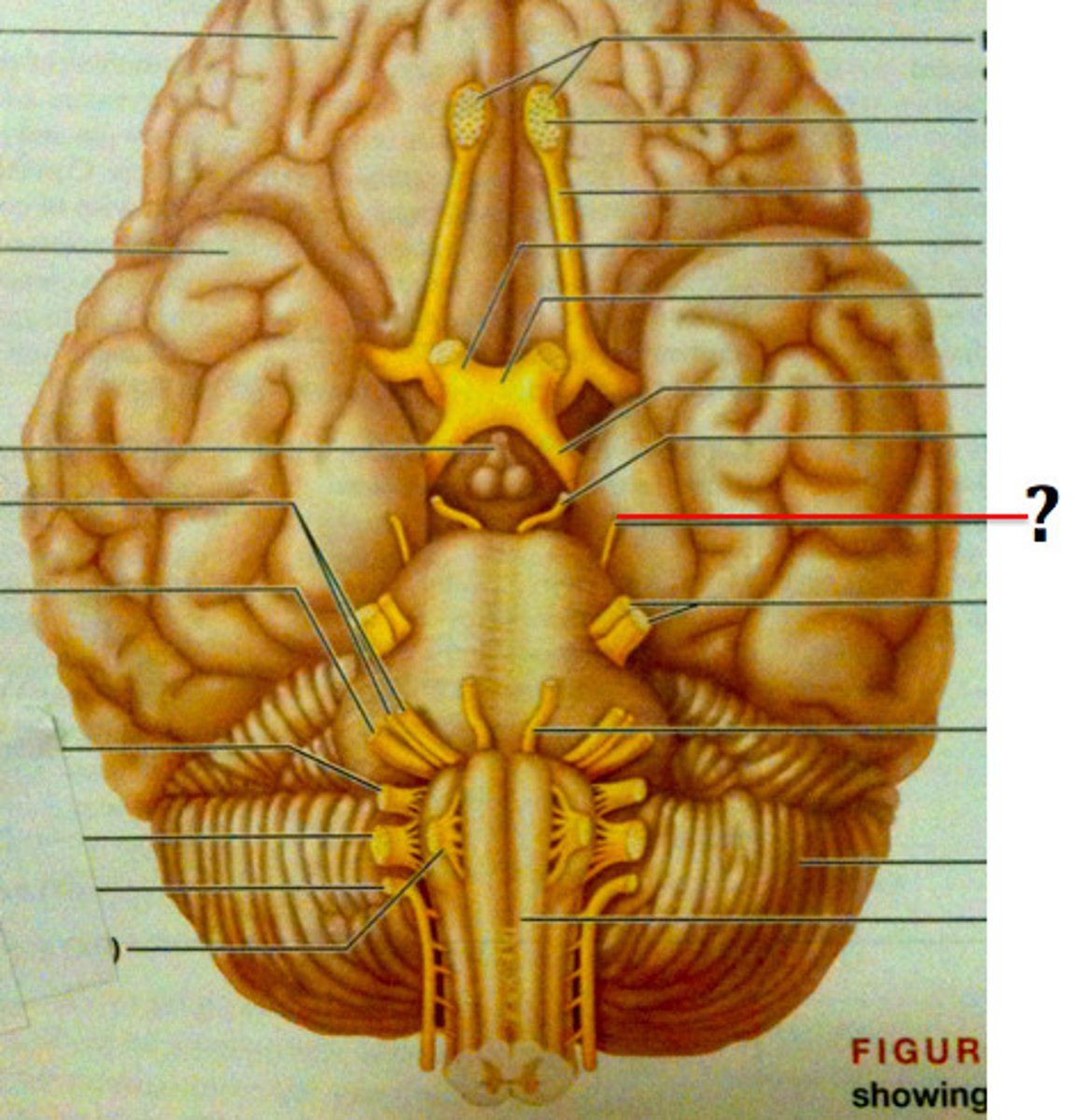 <p>Cranial Nerve IV</p><p>*moves eyeball by controlling the superior oblique skeletal muscle</p>