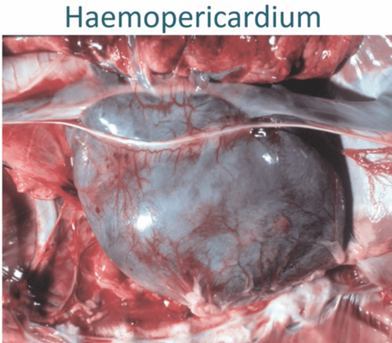 <p>1. Accumulation of Blood in pericardial sac, can cause cardiac tamponade</p><p>2. - Spontaneous atrial rupture</p><p>- Cardiac neoplasia (Haemangiosarcomas)</p><p>- Idiopathic</p><p>- Rupture of intrapericardial aorta (Horses)</p>