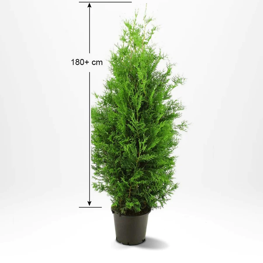 Thuja occidentalis ’Brabrant’ h:8 b:3
