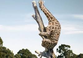 <p>荒妙的可笑的</p>