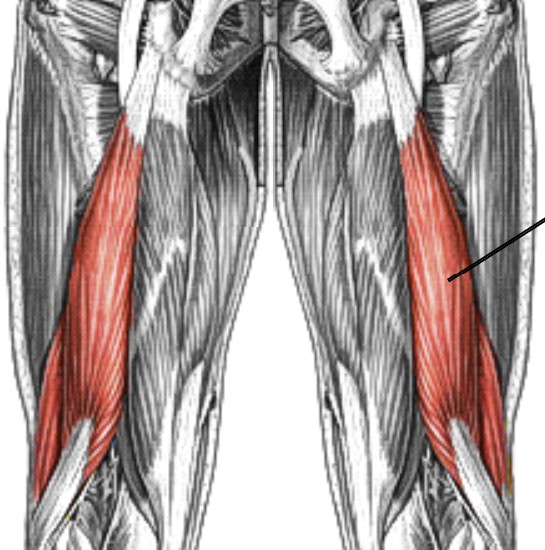 <p>Which muscle of the leg/knee is:</p><ul><li><p>On posterior thigh</p></li><li><p>Lateral to semitendinosus and semimembranosus</p></li><li><p>Action: flex knee, ext hip</p></li><li><p>Nerve: sciatic</p></li></ul><p></p>