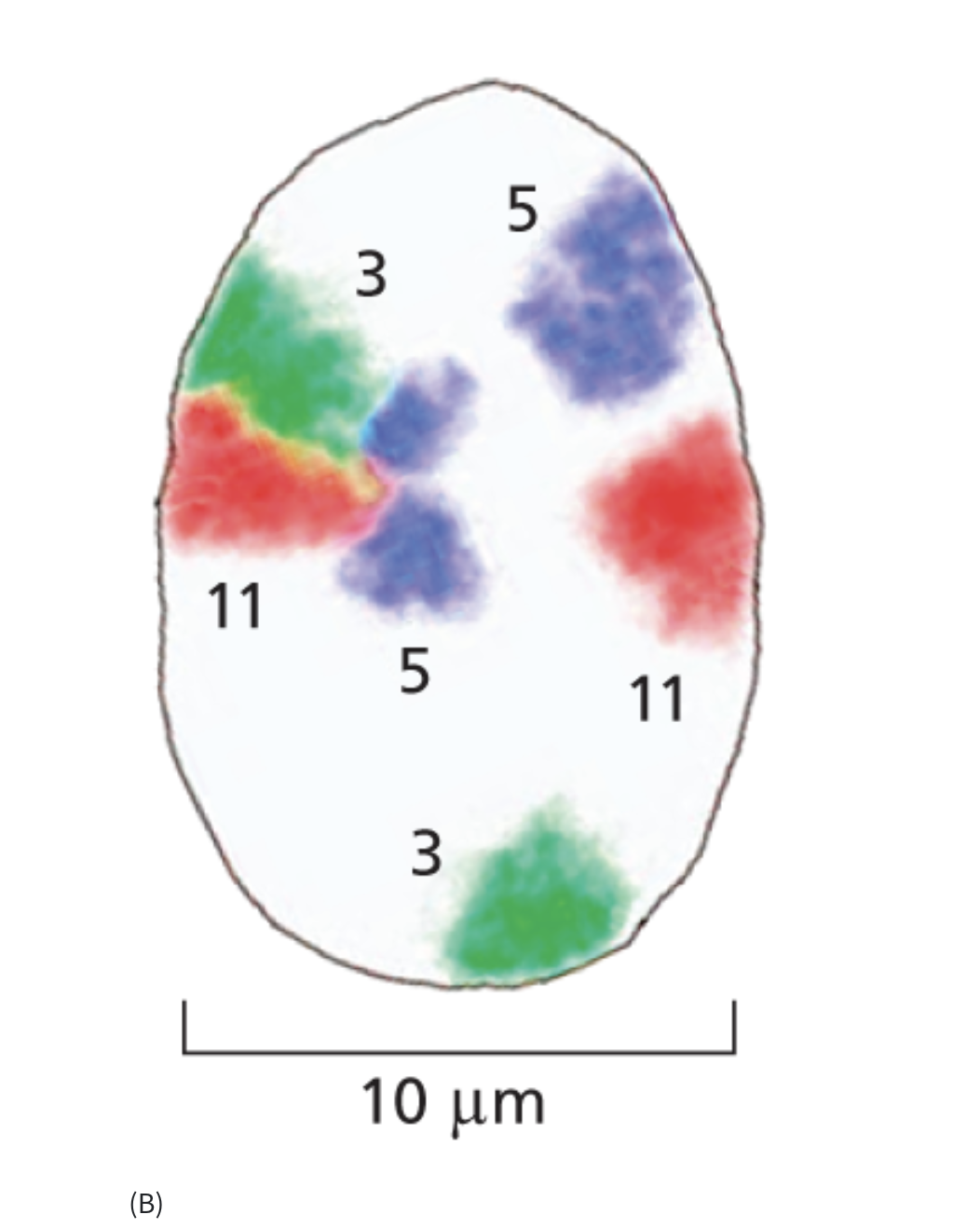 <p>Same colour = same chromosomes, died using fluorescent colouring</p><p>Green is chronmosome 3, the two copies of chromosome 3 are at different points </p>