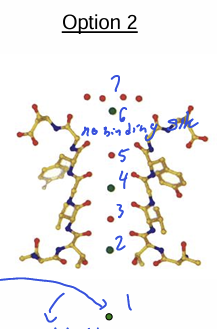 <p>__________________ K+ ion in a 6th binding site as it enters (or leaves) the selectivity filter.</p>