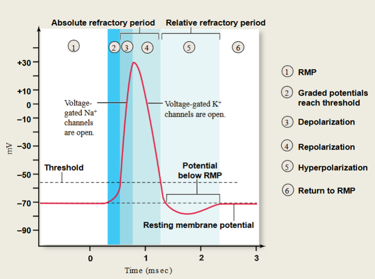 <p>6 steps from RMP to return to RMP</p>