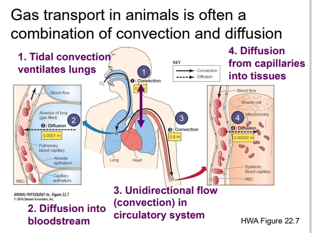 <ul><li><p>Is often a combination of convection and diffusion</p></li><li><p>Tidal <strong>Convection </strong>Ventilates the Lungs:</p><ul><li><p>Convection = bulk movement of air (breathing in and out).</p></li><li><p>Air enters the lungs by tidal ventilation — meaning air flows in during inhalation and out during exhalation.</p></li><li><p>This movement brings fresh O₂ to the alveoli and removes CO₂ from the body.</p></li><li><p>Think of this as the “delivery system” that refreshes the air inside the lungs.</p></li></ul></li><li><p><strong>Diffusion </strong>into the Bloodstream:</p><ul><li><p>Once air reaches the alveoli (tiny air sacs), gas exchange happens by diffusion.</p></li><li><p>O₂ diffuses from high partial pressure in alveoli → low partial pressure in blood.</p></li><li><p>CO₂ diffuses the opposite way (from blood → alveoli).</p></li><li><p>This step is microscopic — gases move only a few micrometers across the alveolar and capillary membranes.</p></li></ul></li><li><p>Unidirectional Flow (<strong>Convection</strong>) in the Circulatory System:</p><ul><li><p>Once gases are in the blood, convection takes over again.</p></li><li><p>The heart pumps blood through vessels — a bulk flow that carries O₂-rich blood to tissues and brings CO₂-rich blood back to the lungs.</p></li><li><p>This is convection on a larger scale, like a delivery route.</p></li></ul></li><li><p><strong>Diffusion </strong>from Capillaries into Tissues:</p><ul><li><p>When oxygenated blood reaches body tissues, O₂ diffuses from blood to cells where it’s used for metabolism.</p></li><li><p>CO₂ diffuses from cells to blood to be carried back to the lungs.</p></li><li><p>Again, this happens over short distances, driven by partial pressure gradients.</p></li></ul></li></ul><p></p>