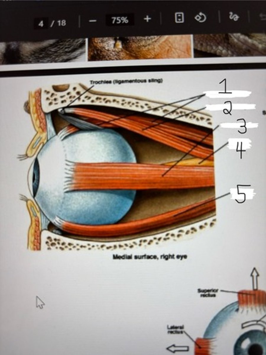 <p>muscles of the right eye, medial view</p>