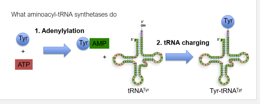 <ol><li><p>adenylation</p></li><li><p>trna charging</p></li></ol><p></p>