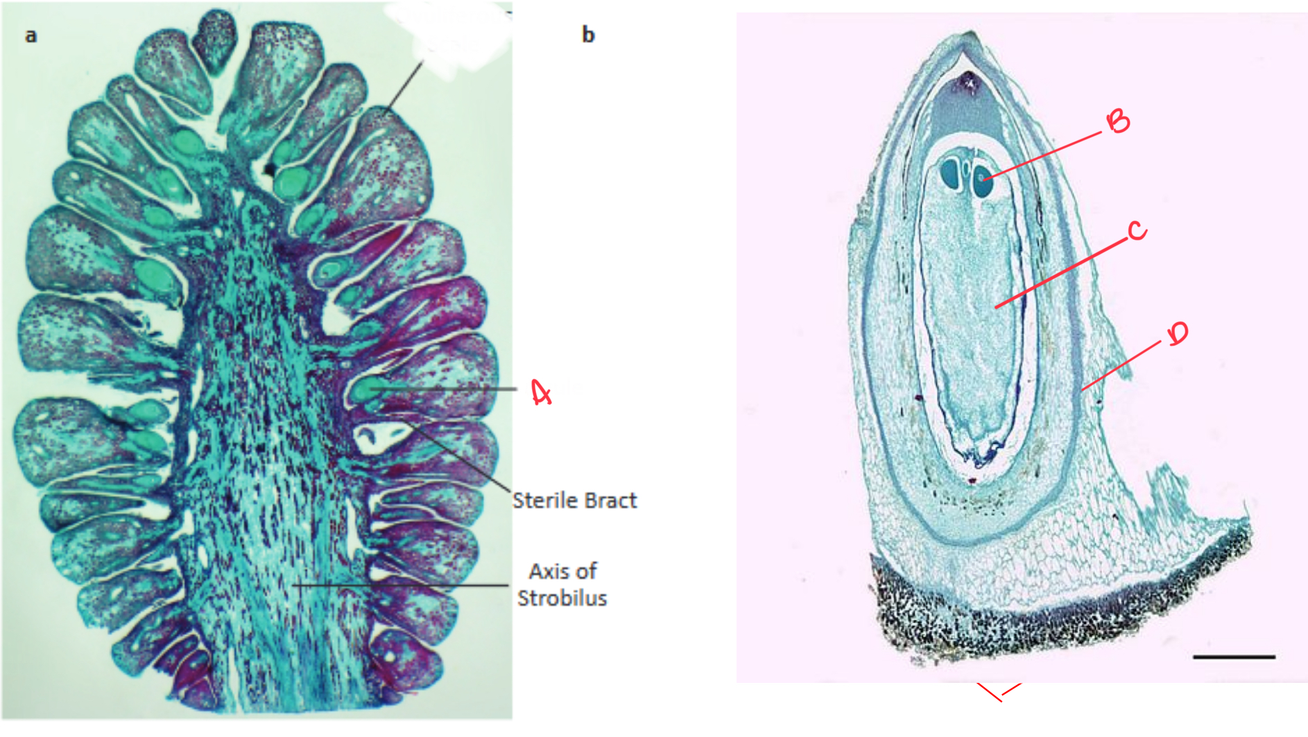 <p>These cross sections are of a ____________ and a _________.  Identify the structures indicated by the red arrows</p>