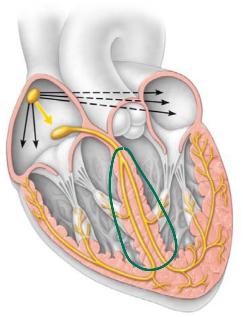 <p>conducts impulses through the interventricular septum</p>