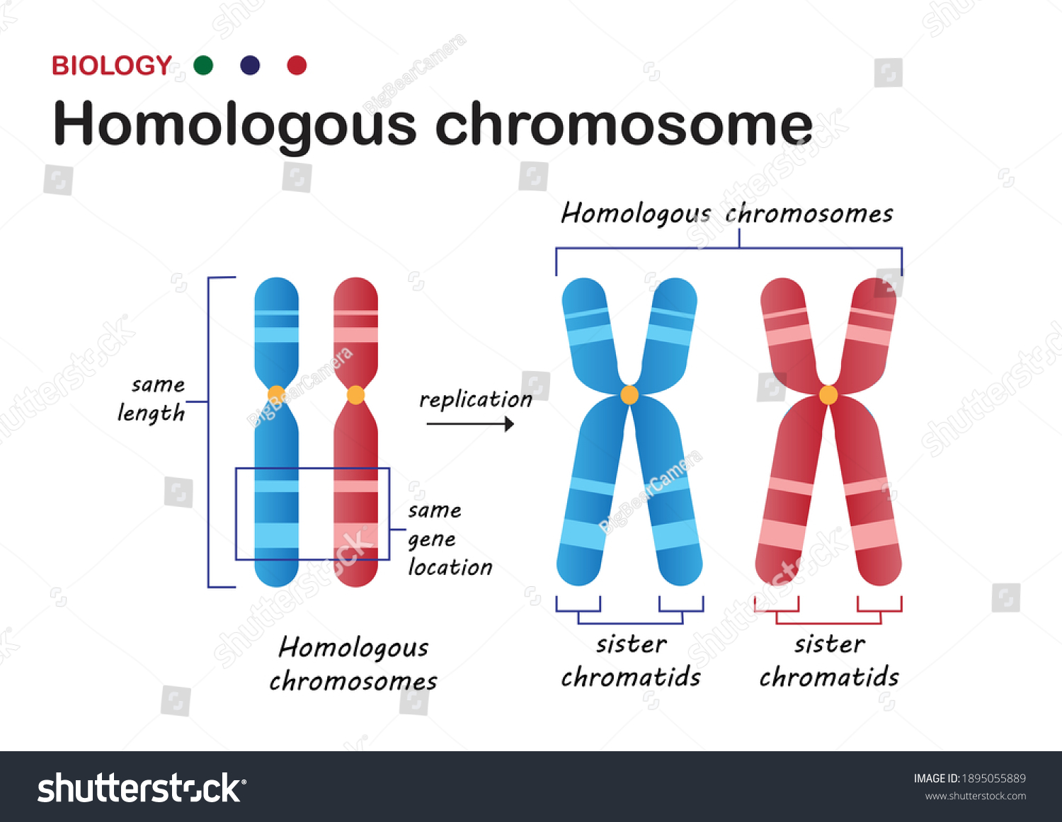 <p>Chromosomes in egg and sperm are homologous. What are homologous chromosomes?</p>
