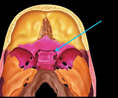 <p>allows the optic nerve to pass to the eye</p>