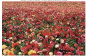 <p>objects that are closer to you it’s easier to pick out individual objects and you can see the features of them more clearly (objects that are further away, they all blur together)</p>