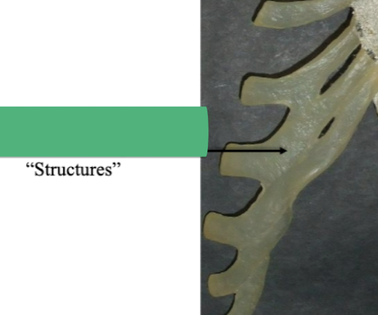 <p>Label these structures </p>