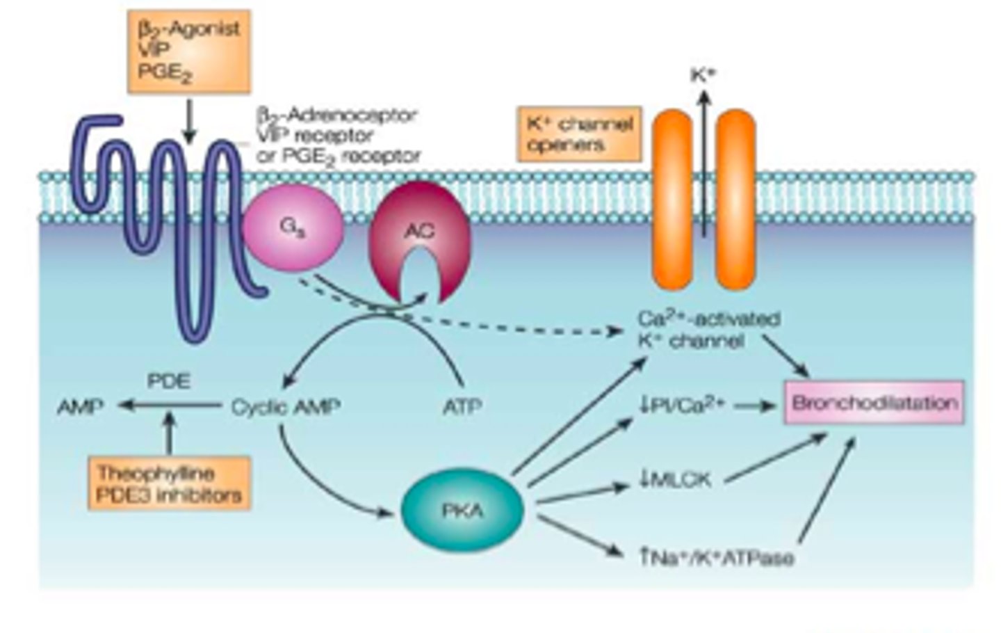 <p>beta-adrenoreceptor agonists bind to b2 receptors (Gs coupled receptor).</p><p>This causes smooth muscle relaxation.</p>