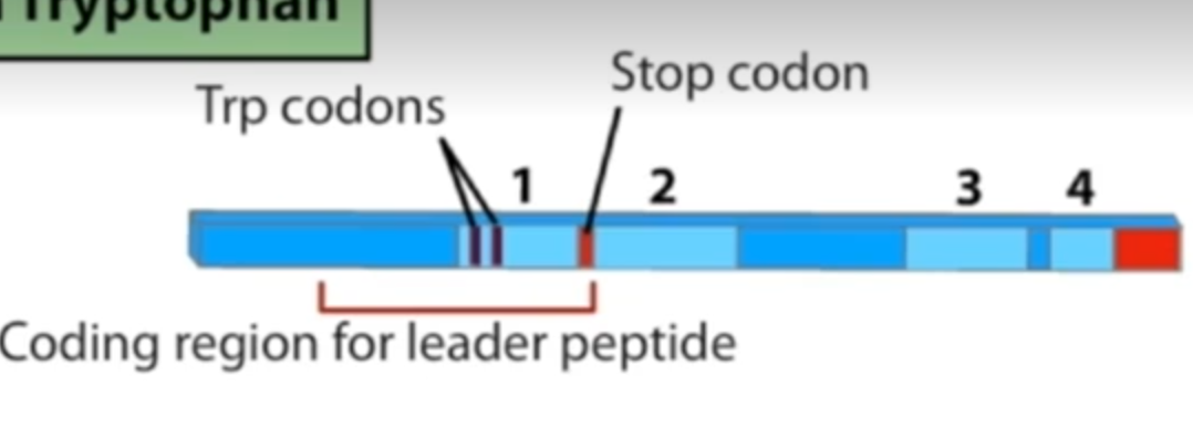 <p>Refer to image:</p><p></p><p>The leader sequence:</p><ul><li><p>The leader sequence has 4 distinct regions which can pair with each other (1 with 2 and 3 with 4, or 2 with 3).</p></li><li><p>when 3 and 4 pair, the following U-rich sequence is bound weakly, causing DNA and RNA polymerase to fall off.</p></li><li><p>there is a stop codon between regions 1 and 2</p></li><li><p>there are 2 trp codons towards start of leader sequence in region 1</p></li></ul><p></p><p>High/ low tryptophan:</p><ul><li><p>when the leader sequence is being transcribed, ribosome starts transcribing.&nbsp;</p></li><li><p>with <strong>high trp</strong> in cell, ribosome doesn’t pause until it reaches the stop codon. Stalled at this position, the ribosome covers regions 1 and 2, not allowing then to pair. So 3 and 4 pair, causing attenuation.</p></li><li><p>with <strong>low trp</strong>, ribosome stalls at trp codons bc there is not enough tRNA with Trp attached. Stalled here, regions 2 and 3 can pair. As 3 and 4 cannot pair, attenuation does not occur and RNA polymerase continues to transcribe the operon and a new ribosome translates the structural genes  </p></li></ul><p></p>