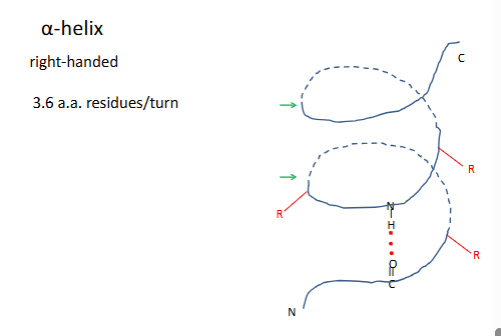 <p>most are right handded because most are made o l amino acids</p><p>rgroups on the outside are pointing down</p><p>residue 1h bond with residue 4</p><p>(-60,-50</p><p># of h bonds=n-4 (n=residues)</p><p>avg length 10 aa residues</p><p></p>