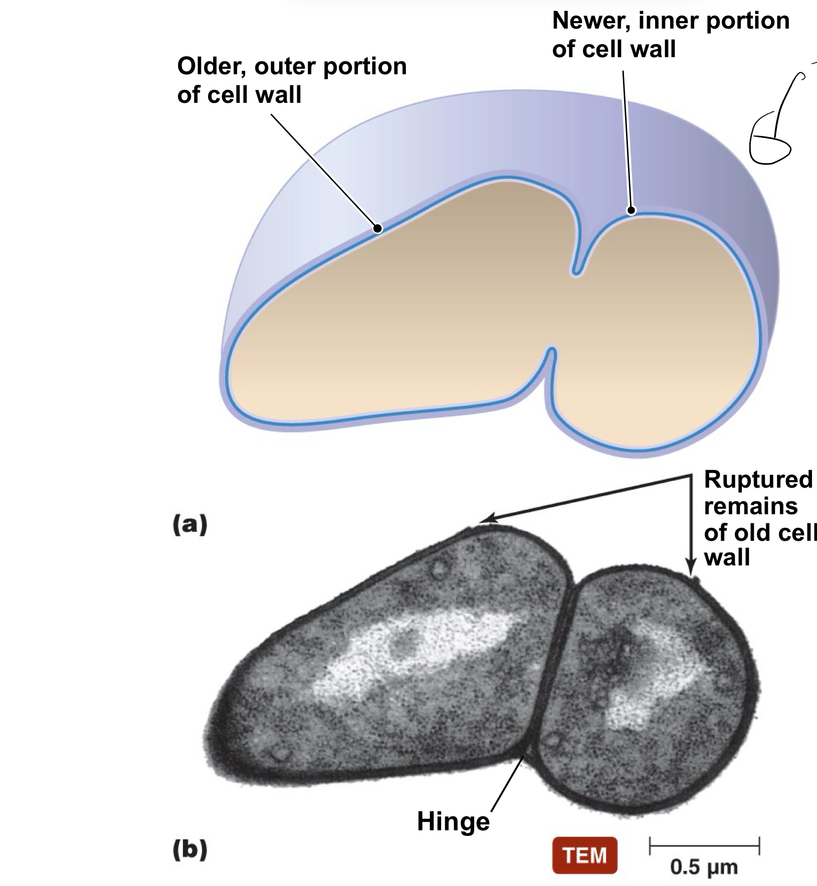 <p>when a cell elongates after cell division and ultimately begins to snap once both sides get to big </p>