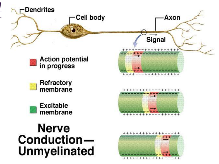 <p>a) <strong>Distance </strong>related to <strong>axon diameter</strong> and membrane resistance </p><p>b) To <strong>enhance speed</strong>, axon is covered in <strong>myelin </strong>except at Nodes of Ranvier </p><p>c) An action potential at one of the nodes will increase the membrane potential resulting in other action potentials <strong>upstream</strong> and <strong>downstream</strong>. <strong>(saltatory conduction)</strong></p><p>d) The upstream node will not depolarize because it is in its refractory phase </p><p>e) The downstream node will reach threshold and an action potential will occur</p>