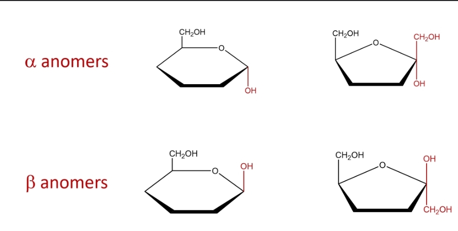 <p>alpha- hydroxyl group points down/ weaker</p><p>beta- hydroxyl group points up/ stronger</p>