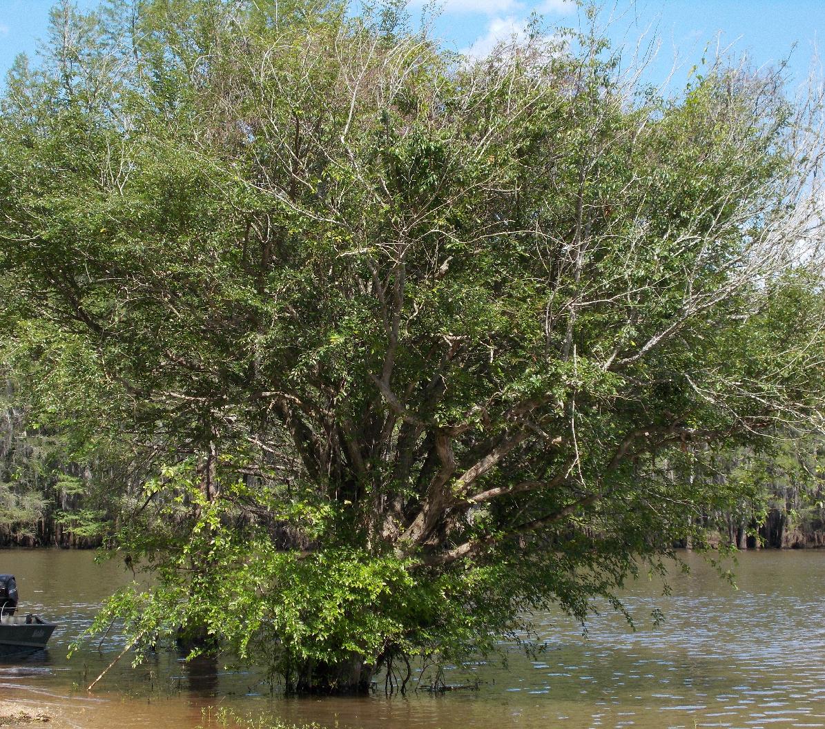 <p>shrub, lots of stems gnarly branching, wet loving in water, “raisin with fingers” fruit, simple alternate, round base serrated, smooth-ish bark</p>