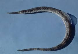 <p>pipefish. no pelvic fin</p>