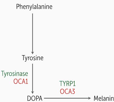 <p>the basal layer of the epidermis, created from <strong>phenylalanine (Phe) which is converted in tyrosine</strong></p><ul><li><p>Phe is converted into tyrosine and then <strong>tyrosinase oxidase turns tyrosine into DOPA, </strong>which is the rate limiting step</p></li><li><p>DOPA will be converted to melanin through multiple steps including tyrosinase-related protein 1 (TYRP1)</p></li><li><p>In albinism, tyrosinase is mutated in one form of melanin and TYRP1 is also mutated</p></li></ul><p></p>