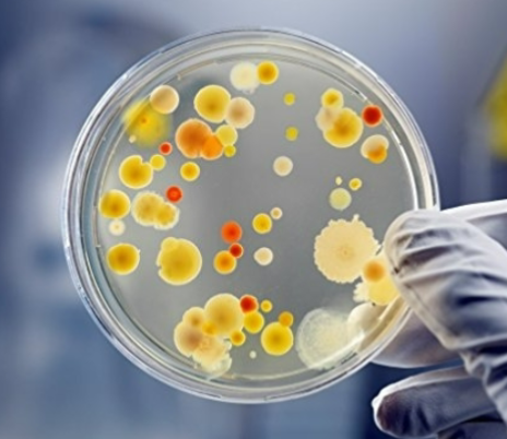 <p>what plate is this</p>
