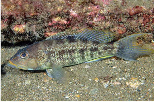 <p>sea basses and groupers</p>